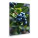 Картина на холсте Спелая черника на ветке 51x34 см (212ML_M) (212ML_M) фото 1